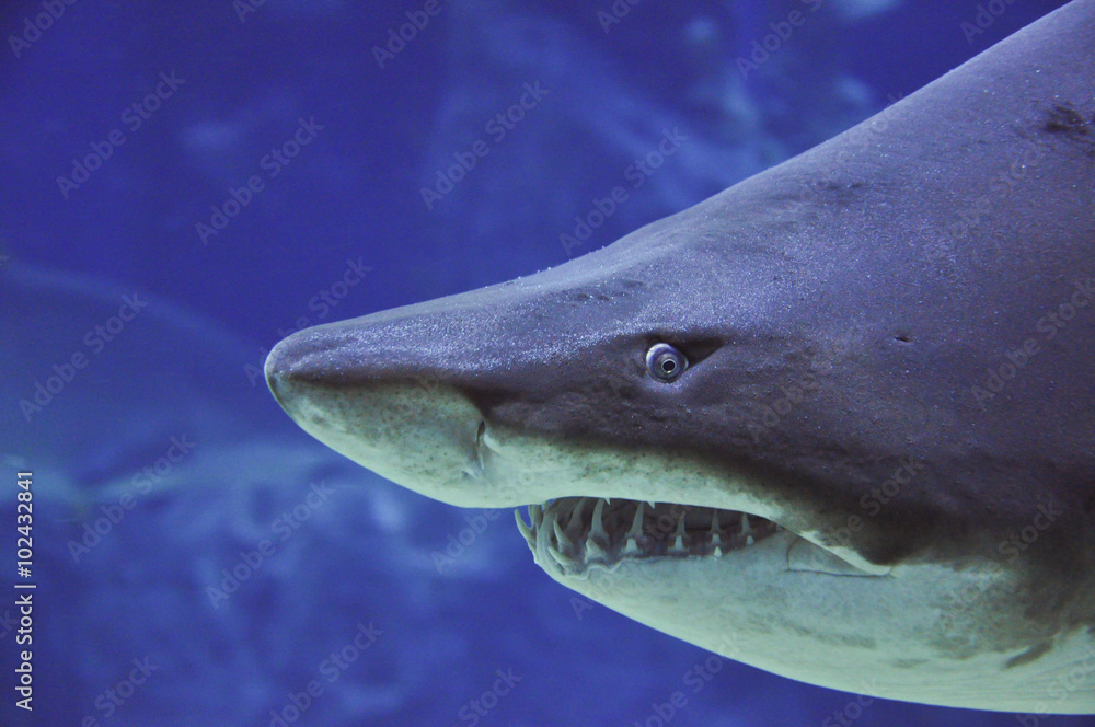 Obraz premium sand tiger shark (Carcharias taurus) underwater close up portrai