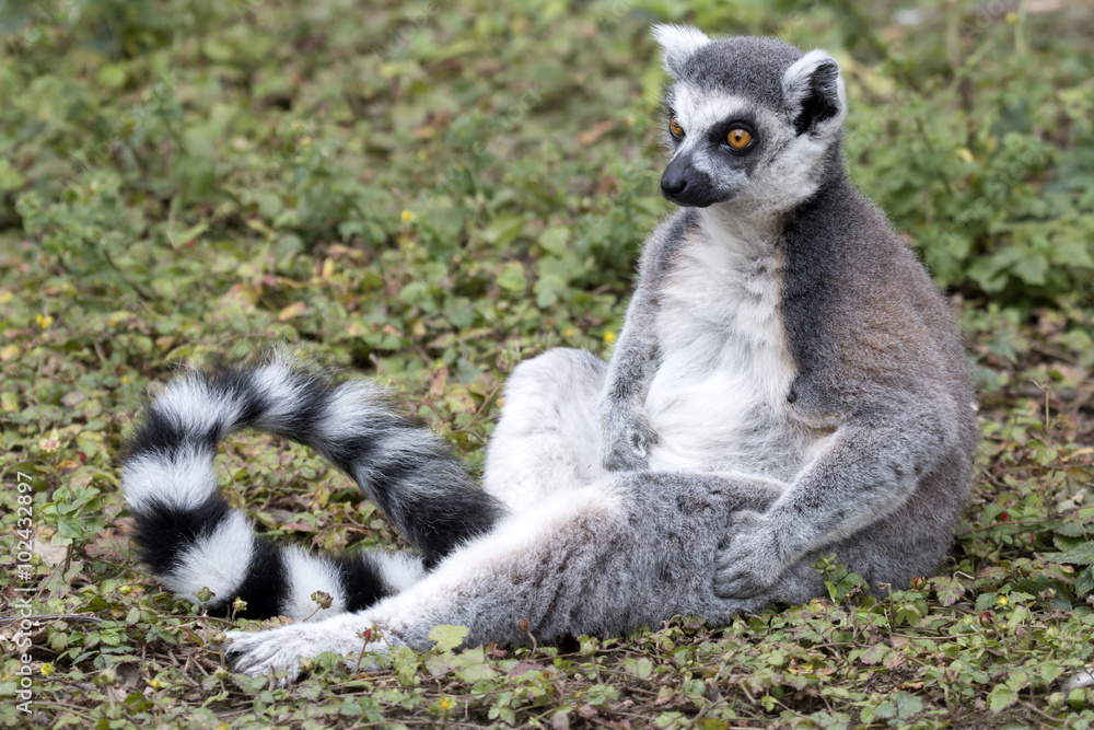 Ring-tailed lemur Ring-tailed lemur