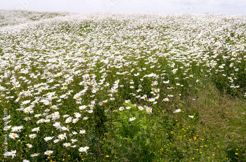 Daisies. photo