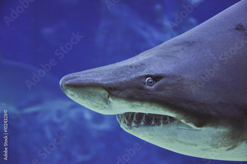 sand tiger shark (Carcharias taurus) underwater close up portrai