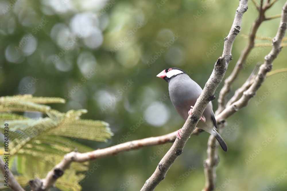 Java Sparrow Java Sparrow