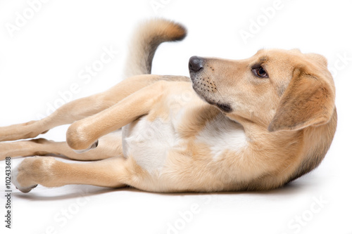 Konstfotografi Cane meticcio sdraiato su sfondo bianco