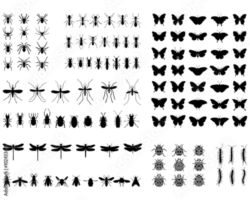Black silhouettes of different insects  vector