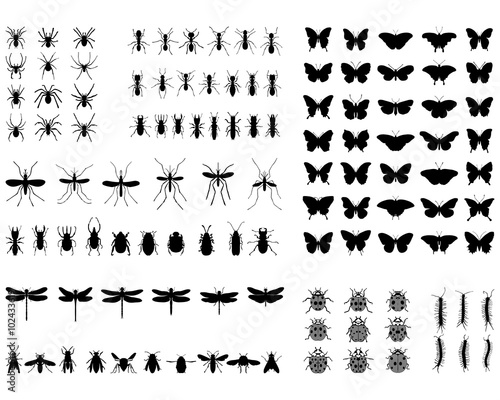 Black silhouettes of different insects, vector