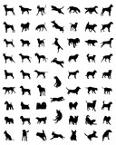 Black silhouettes of different races of dogs, vector