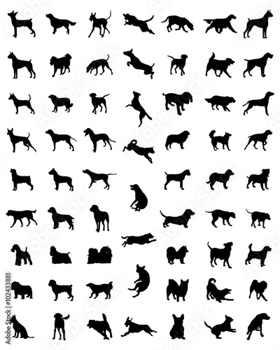 Black silhouettes of different races of dogs, vector
