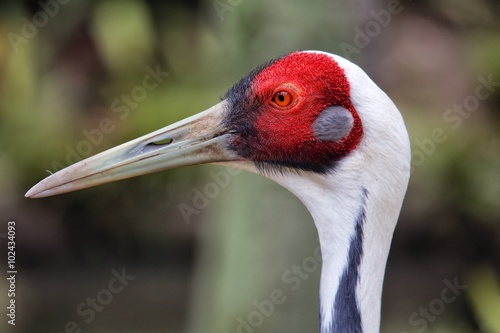 portrait of a white-naped crane