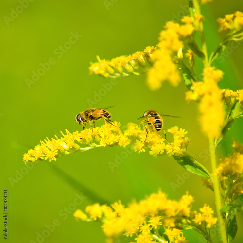 image of yellow flowers in a field close-up
