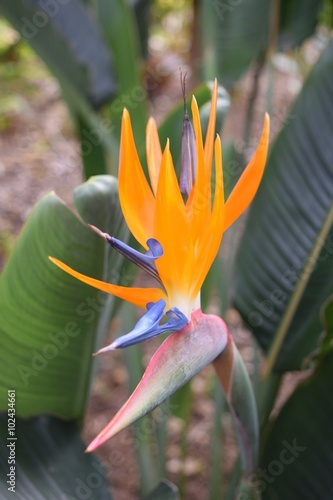 Blüte einer Strelitzie oder auch Paradiesvogelblume genannt