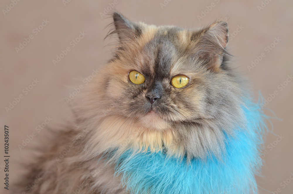 Персидская кошка в голубом шарфе.