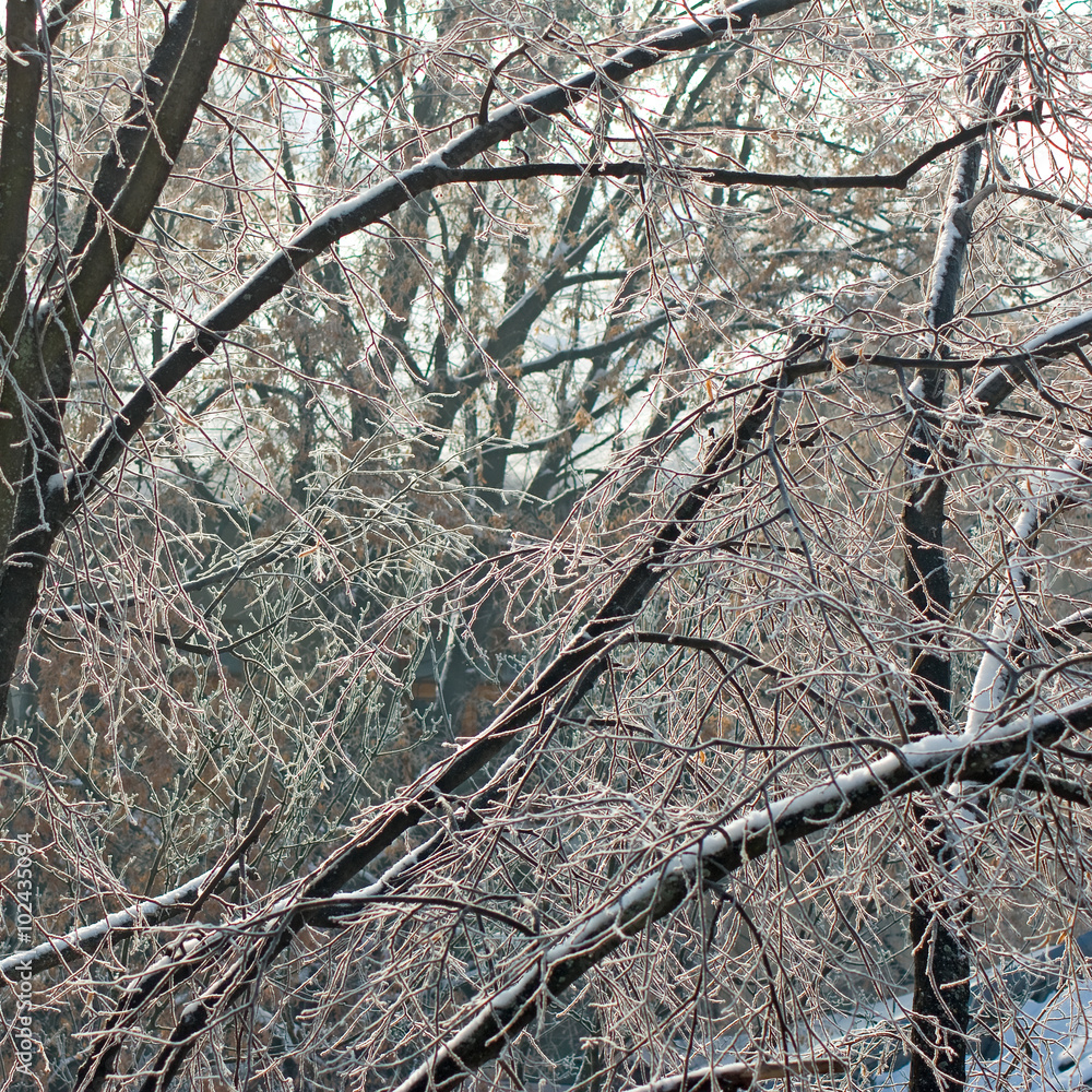 image of snowy trees in the forest image of snowy trees in the forest