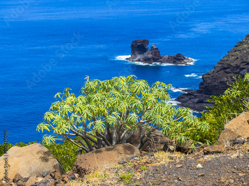 Steilküste bei Garafia,Punta del Puerto Viejo, vorne Kleiner Wolfsmilch-Strauch (Euphorbia), La Palma, Kanarische Inseln, Spanien photo