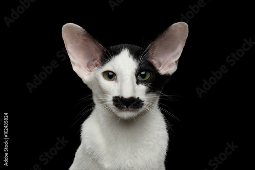 Foto Closeup Funny Oriental Shorthair looking at camera Isolated, Black