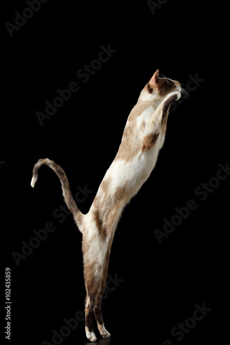 Raising up  Oriental cat Isolated on Black