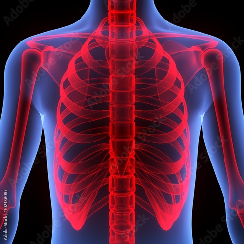 Fotografia Human Body with Scapula and Ribs