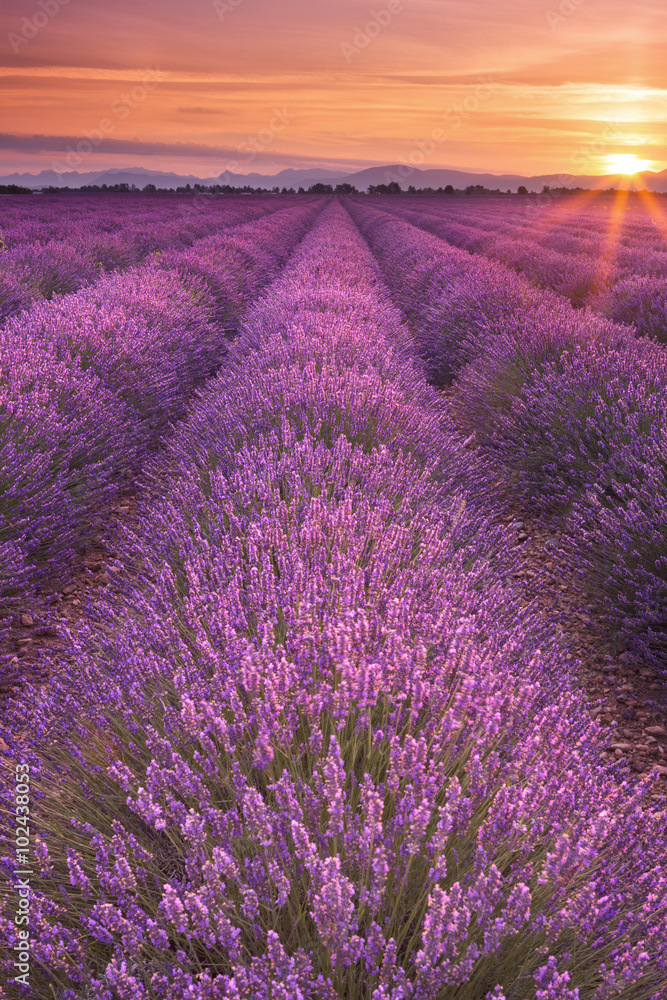 Obraz premium Wschód słońca nad polami lawendy w Provence, Francja
