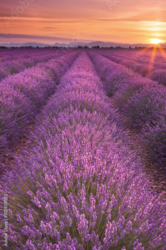 Wschód słońca nad polami lawendy w Provence, Francja