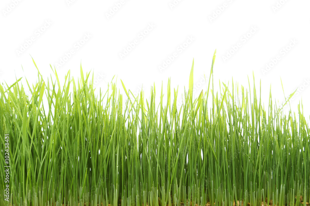 Green grass isolated on white Green grass isolated on white