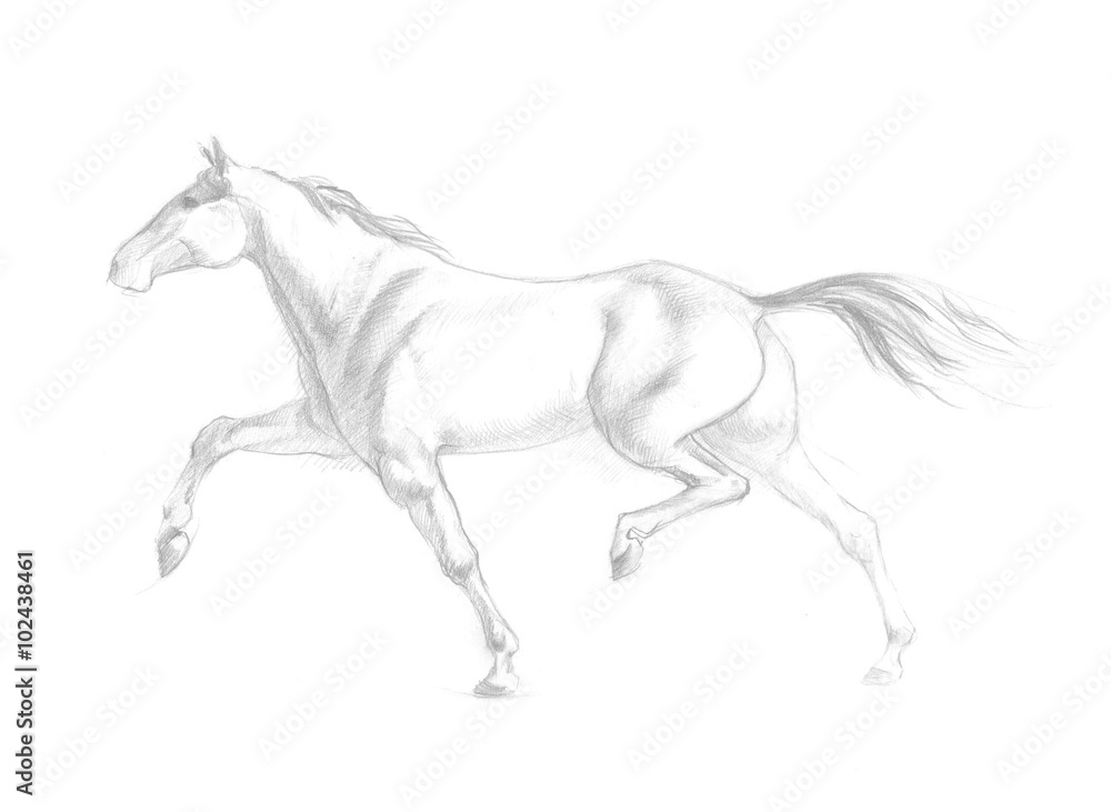 Running horse illustration Running horse illustration