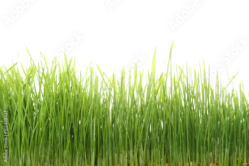 Green grass isolated on white