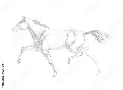 Running horse illustration