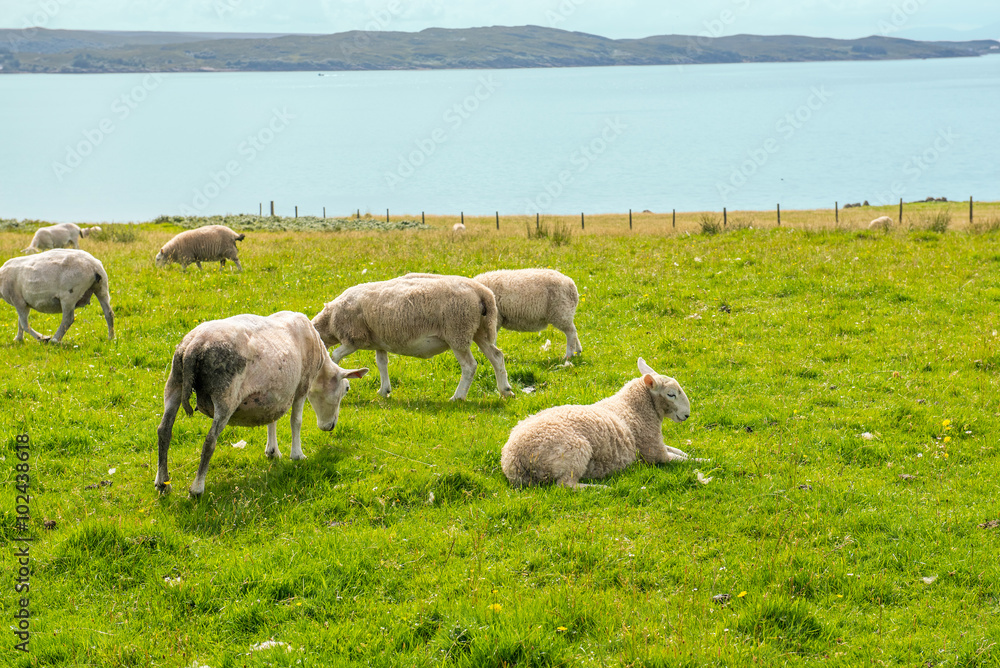 Fototapeta premium sheep ivestock