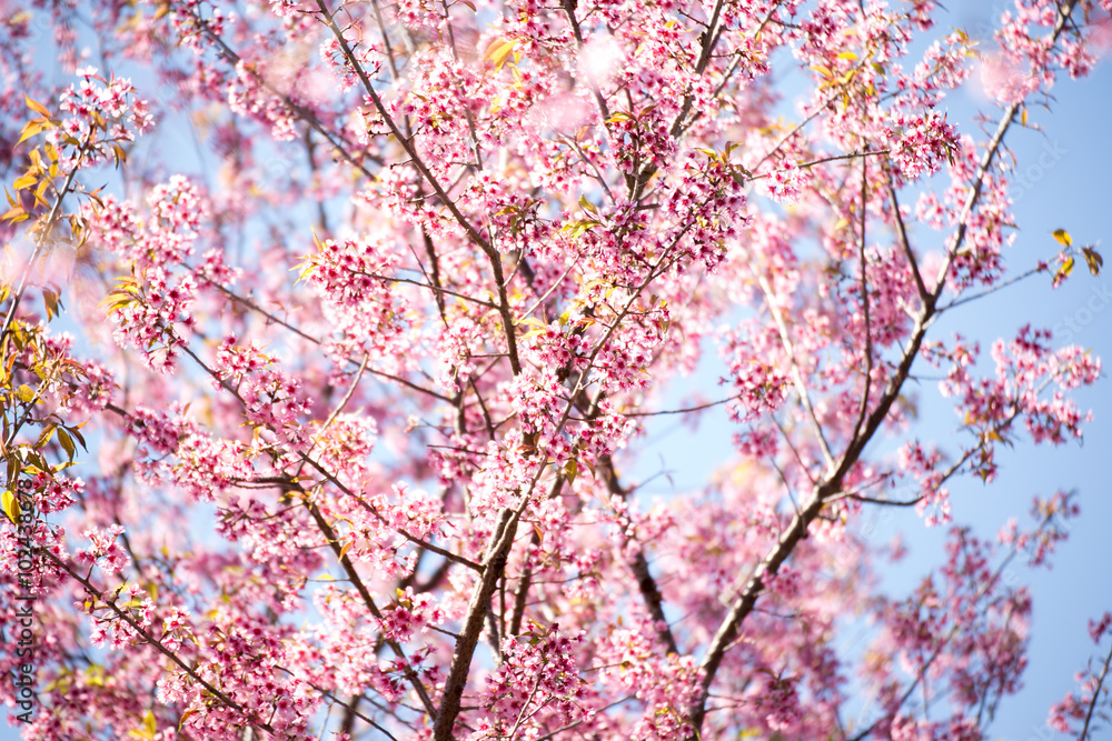 Pink sakura, Cherry blossom in Thailand. Pink sakura, Cherry blossom in Thailand.