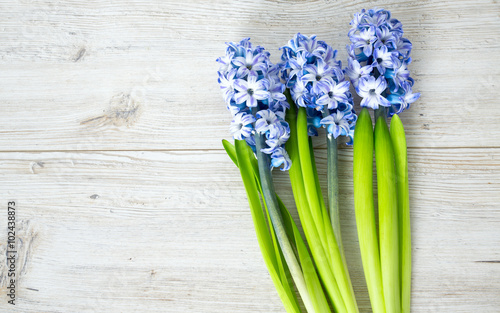 blue striped hyacinth flowers on wooden surface