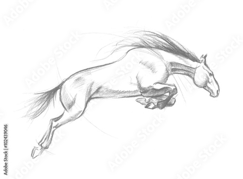 Jumping horse