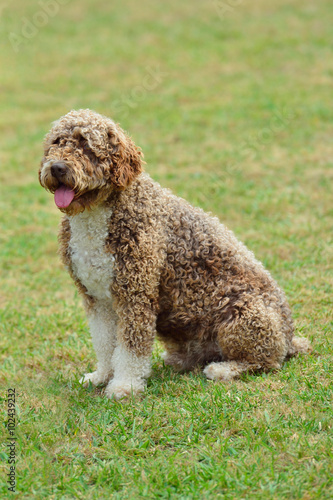 spanish water dog breed photo