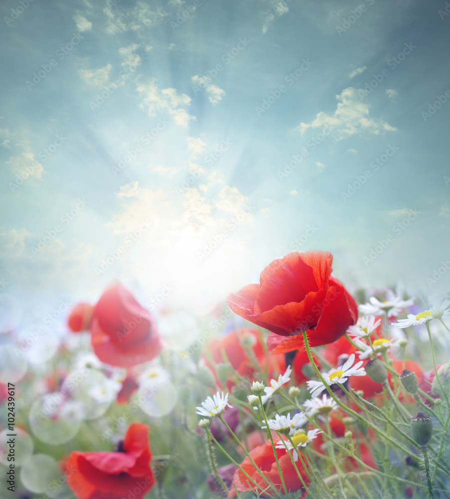 Fototapeta premium Field of red poppy flowers