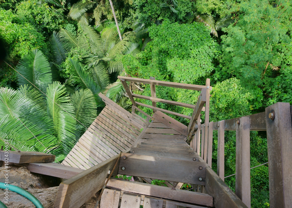 staircase in the jungle staircase in the jungle