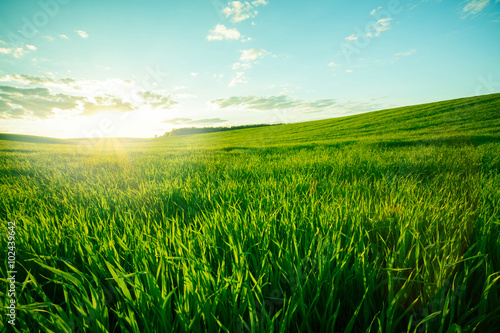 Green meadow photo