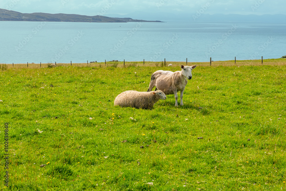 Fototapeta premium sheep ivestock
