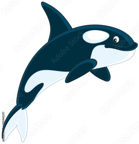 Killer whale