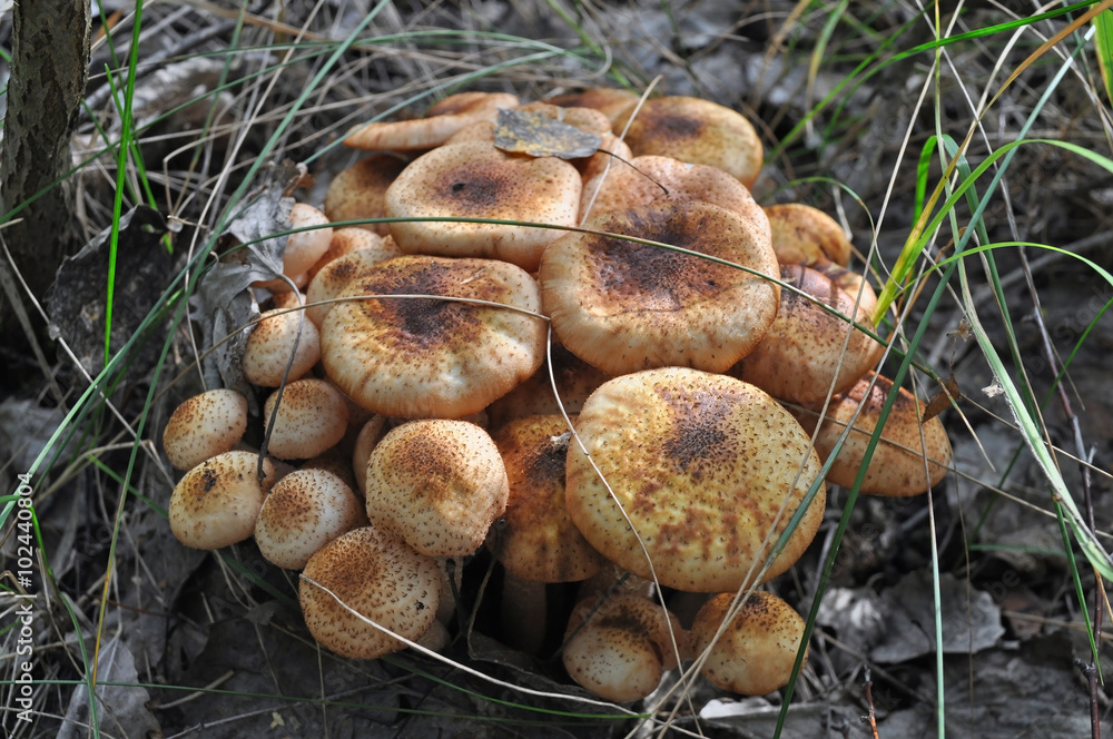 Armillaria mellea mushrooms Armillaria mellea mushrooms