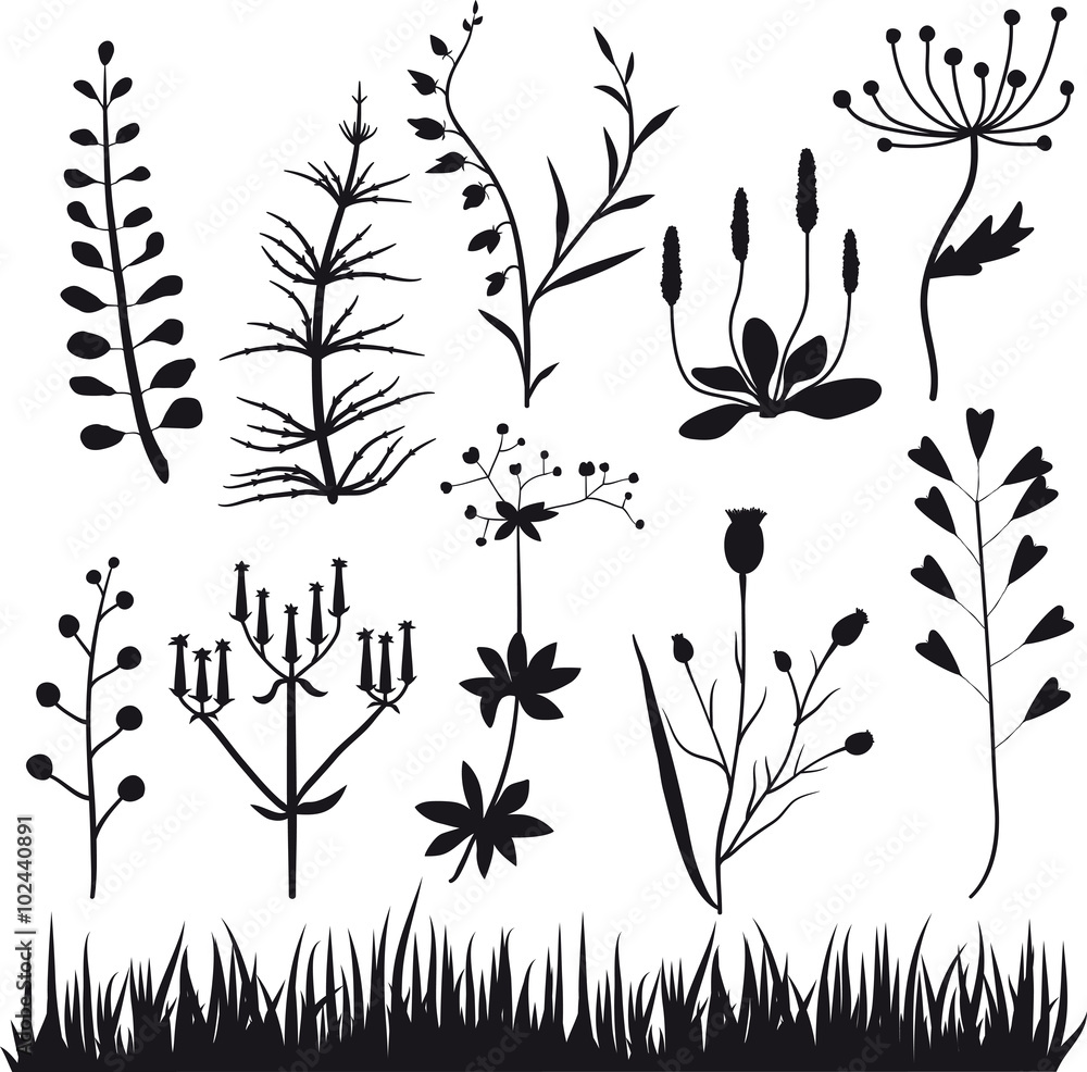 Набор растений - элементы дизайна. Контурные черные растения и цветы на  белом фоне Stock Vector | Adobe Stock