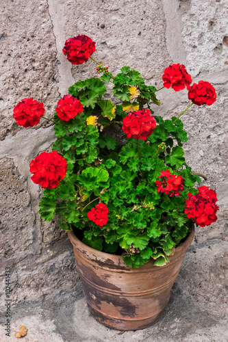 Fototapeta Naklejka Na Ścianę i Meble -  geranium in a flowerpot