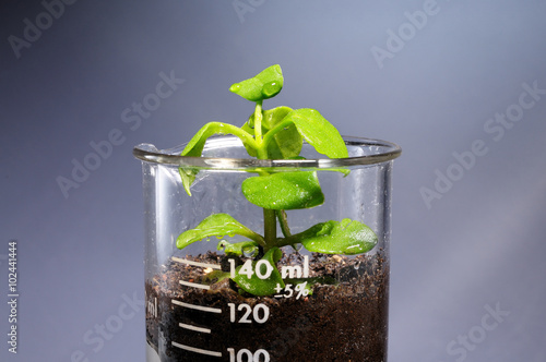 Small plant coming out from a laboratory glass  photo