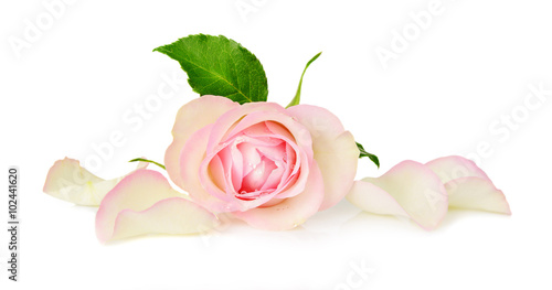 Pink rose on white