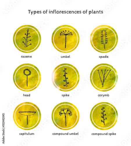 9 types of inflorescences of plants. The style of the sketch and watercolor