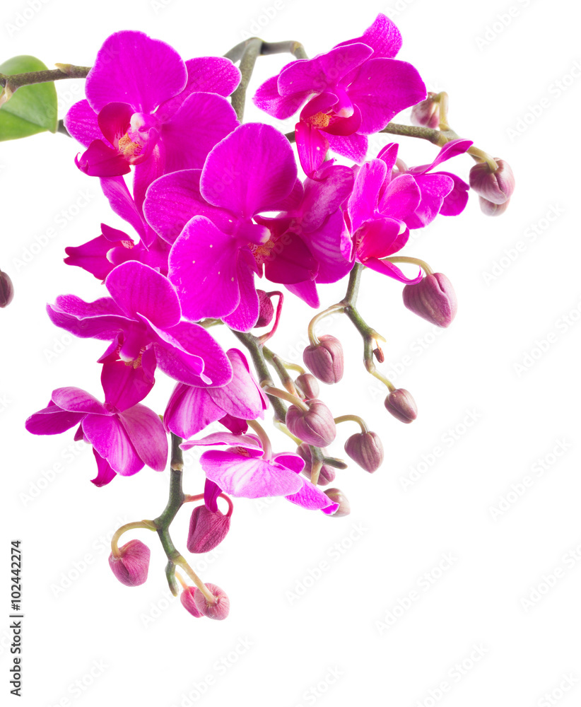 Bunch of violet orchids 