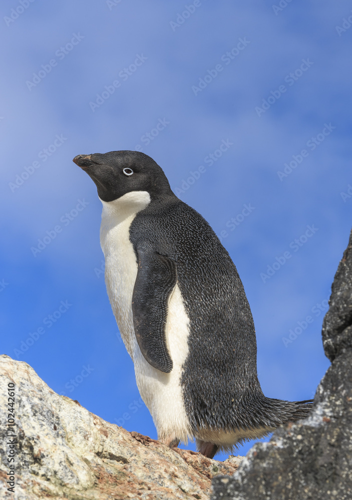 Fototapeta premium Adélie penguin, Antarctica.