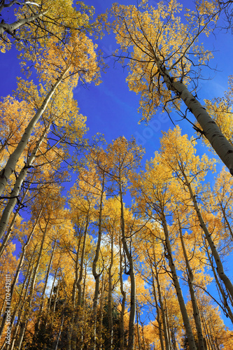 Looking Up at Aspens in Fall