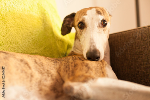 greyhound on the sofa