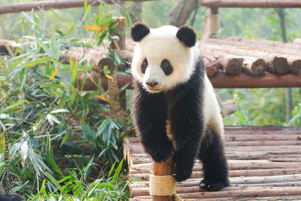 Fototapeta premium Giant Panda curiously standing, Chengdu, Szechuan, china