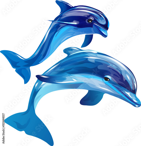 dolphins white