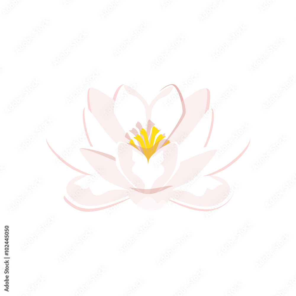 Pink water lily Pink water lily