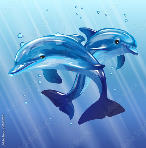 dolphins