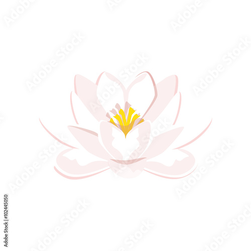 Pink water lily